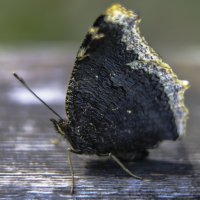 портрет бабочки :: Сергей Глотов