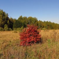 Сегодня день сравнялся с ночью IMG_0810 :: Андрей Лукьянов