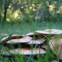 Осень, грибы вышли на охоту :: Gennadiy Karasev