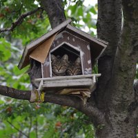 кошкин дом :: Эдуард Сатановский