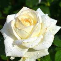 Белая роза :: Сидоренко Ирина 