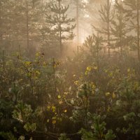 утро в лесу :: Наталья Калягина
