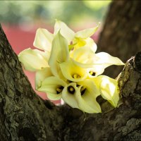 Фотосессия свадьбы Забира и Натальи. :: Лилия Абзалова