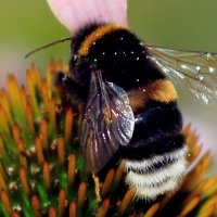 Пчелка-Труженница :: ЕЛЕНА МАКОВЕЦ
