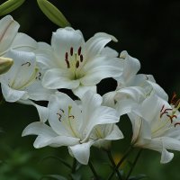 Белые лилии :: GALINA 