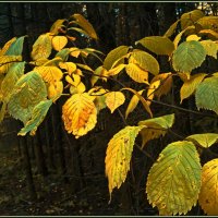 Осенний лес играет красками.. :: Любовь Чунарёва