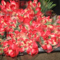 Тюльпаны  " Spring " :: laana laadas