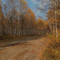 Березоньки... :: Геннадий Северный