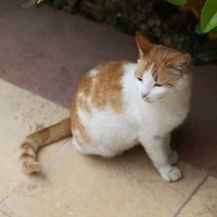 Турецкая кошка :: Артем Бардюжа
