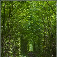 Лесной тоннель :: Weles 