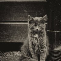 Портрет кота :: Елизавета Вавилова