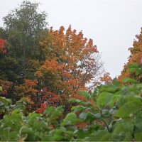 Осенние листья ярче цветов! :: Людмила Ардабьева