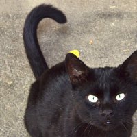 чёрная кошка :: Игорь Попов