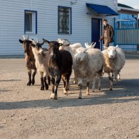 *** :: Александр Балакин