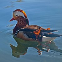 Beautiful Duck :: Roman Ilnytskyi