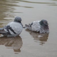 Водоплавающие питерские голуби =) :: Эльвина Доронина