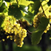 "Винный " виноград :: natalia 