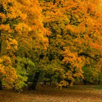 Осень в парке :: Денис Матвеев