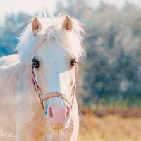 В каждой лошади скрывается своя магия… :: Alesya Safe