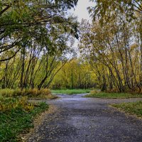 Осенняя аллея. :: Николай Емелин