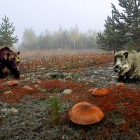 Дикие грибники :: Владимир Шиоевич Арбузов 