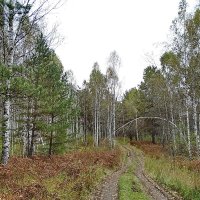 Грибные места. Въездная арка :: Виктор Четошников