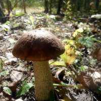 Из жизни грибов :: лидия Кашицина