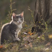 Осенняя сказка про котенка :: Надежда Корнилова