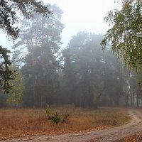 Осенних чувств туманная прохлада... :: Лесо-Вед (Баранов)