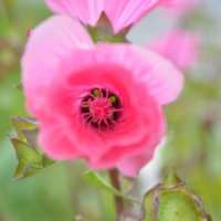 Pink flower :: Елизавета Кудашева