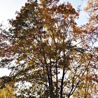 Осеннее дерево :: Елена Евстигнеева