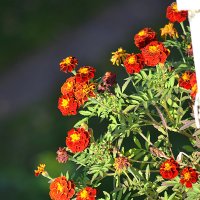 ... вот такие цветочки растут у соседей на балконе... :: Светлана 