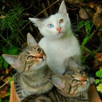 Три котёнка :: Тамара 