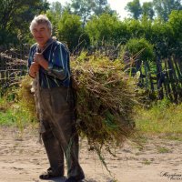 Дедушка Василий. Сено для любимой лошадки :: Юлия Назаренко