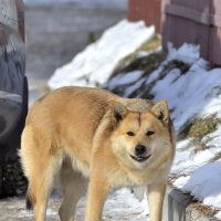 Милая улыбка :: Олег Петушков