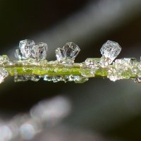 Кристаллы воды на осенней травинке :: Нина Штейнбреннер