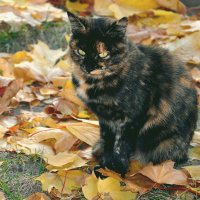 Осенняя кошка :: Daria Sergeevna