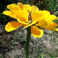 Жёлтый цветок :: Миша Любчик