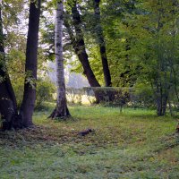 Березка. :: Светлана Никольская