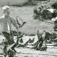 Летите голуби,летите... :: Юрий Савинский