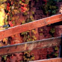 Виктория Семприх - Осень :: Фотоконкурс Epson