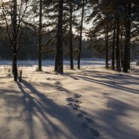 Мои следы в лесу :: Валентин Жеребятников