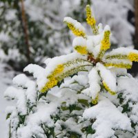 цветок под снегом :: inna mac