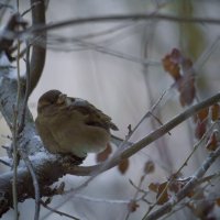 птичка :: Соня Орешковая (Евгения Муравская)