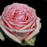 Розовая роза. :: Elena Klimova