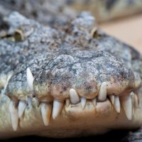 Зубы - это крокодиловы слёзы :: человечик prikolist