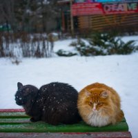 Коты зимние. :: Геннадий Комиссаров