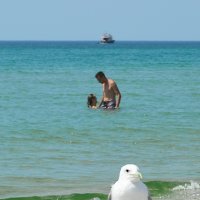 Ни кому не скажет чайка, как я отпуск провела..) :: Виктор Одинцов