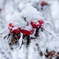 Снежные ягоды :: Дмитрий Долгов