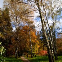 Осень в парке :: Olga Taube